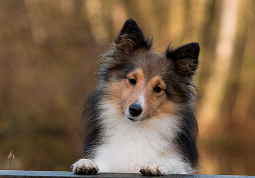 Эммануэль Сейгнермен порно видео